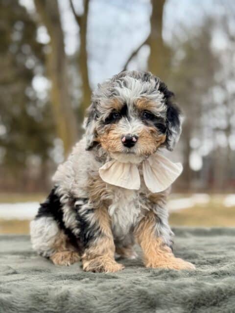 bernedoodle puppy