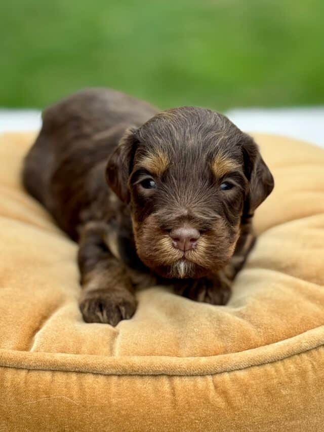 bernedoodle puppy