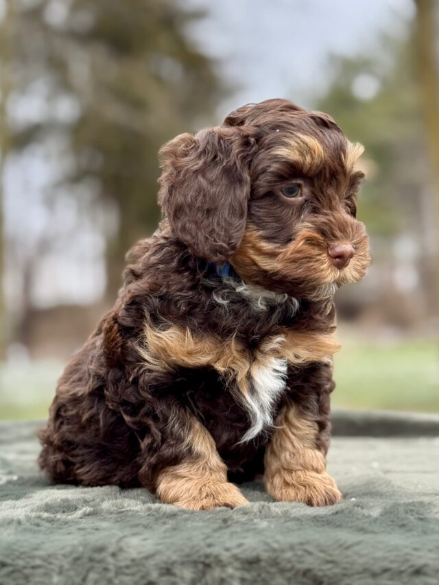 bernedoodle puppy