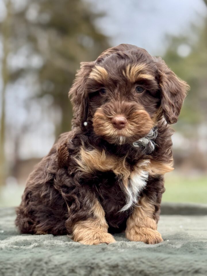 bernedoodle puppy