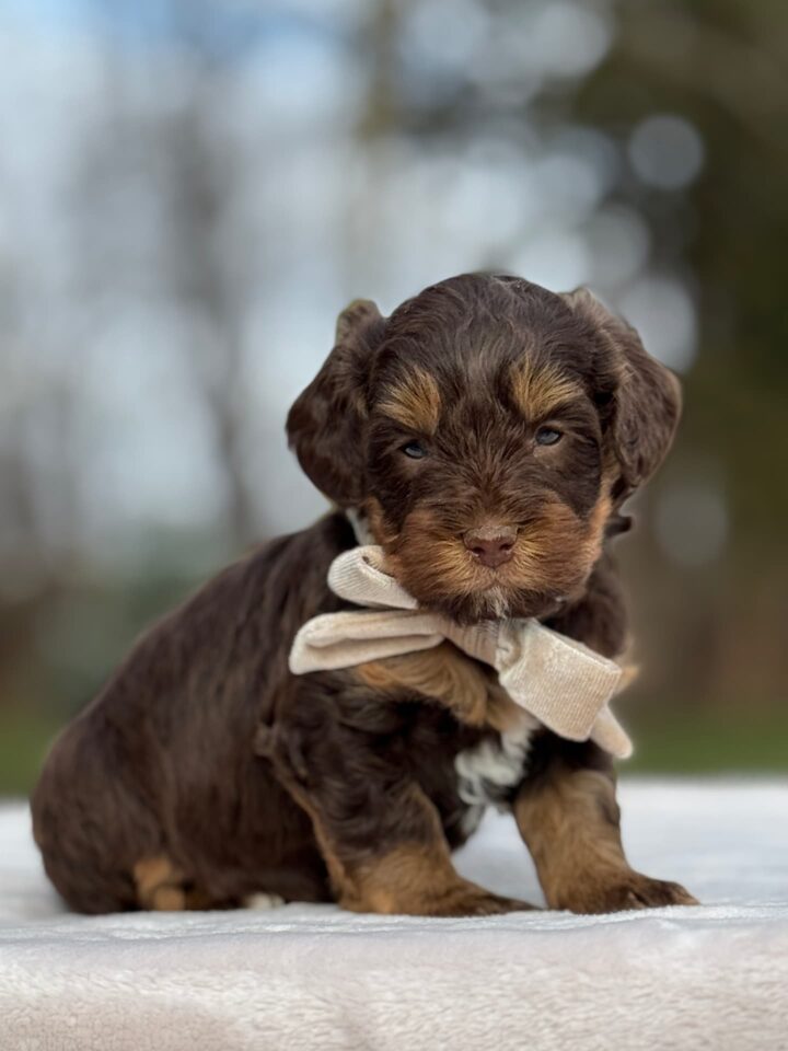 bernedoodle puppy