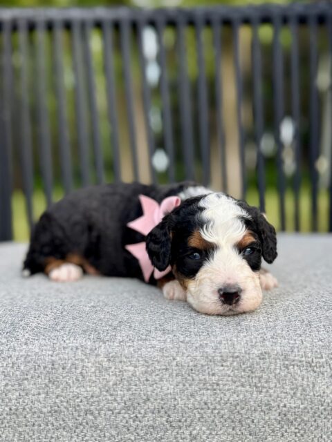 bernedoodle puppy