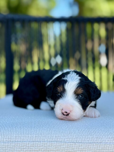 bernedoodle puppy