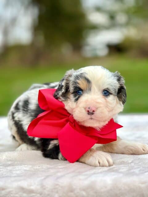 bernedoodle puppy