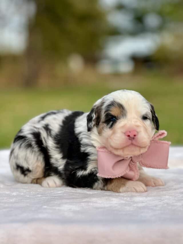 bernedoodle puppy