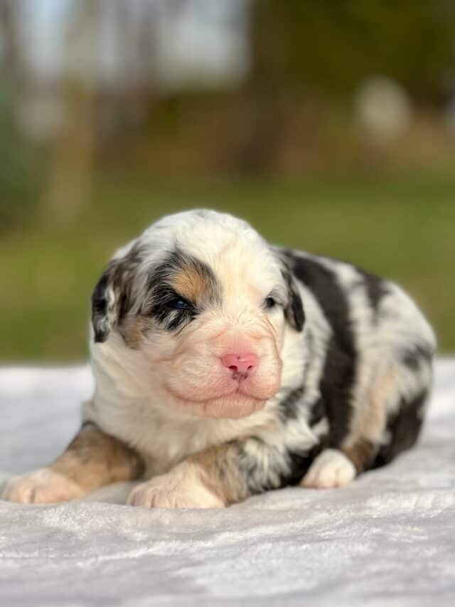 bernedoodle puppy