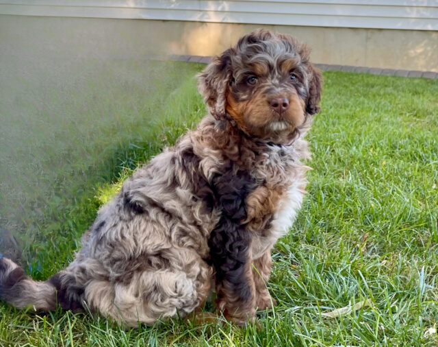 bernedoodle puppy