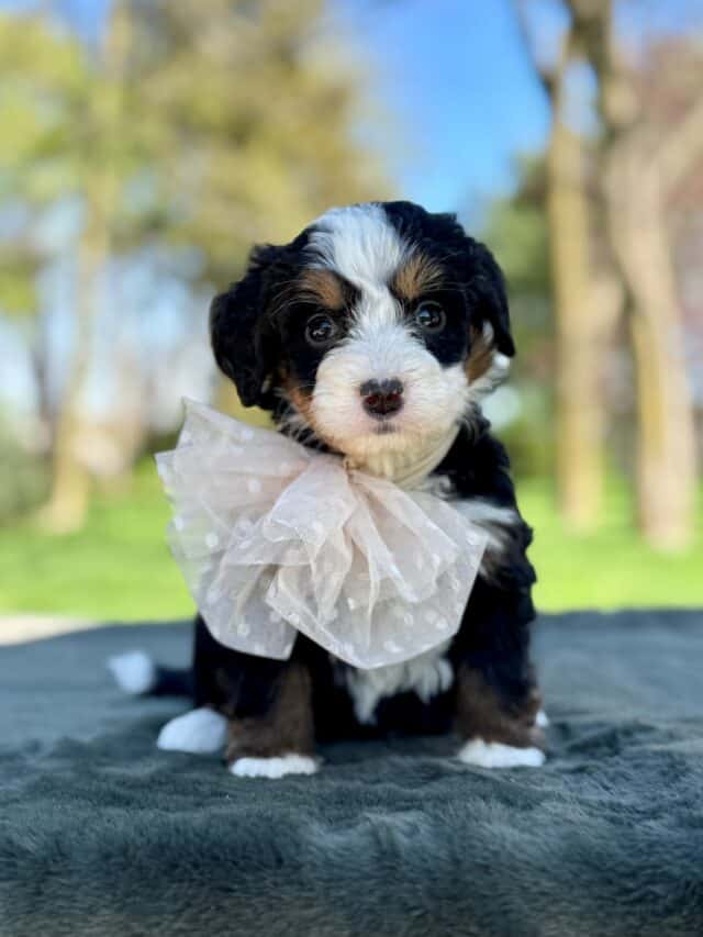 bernedoodle puppy