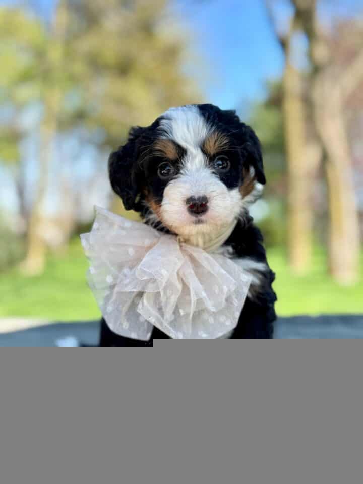 bernedoodle puppy