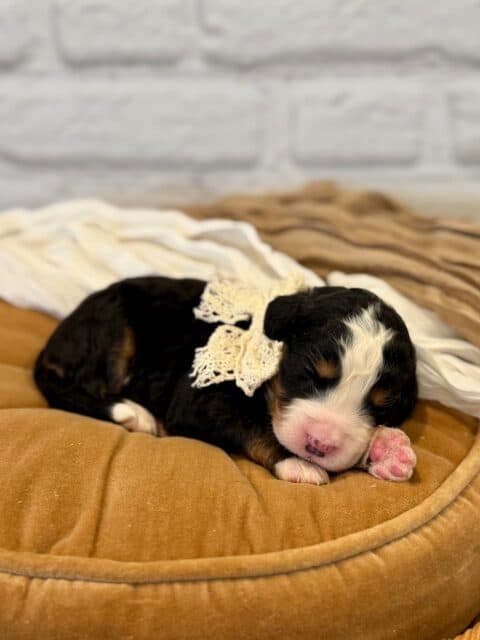 bernedoodle puppy