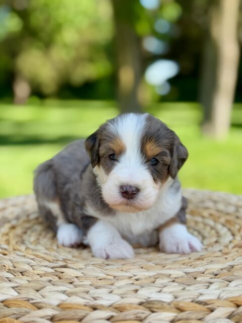 bernedoodle puppy