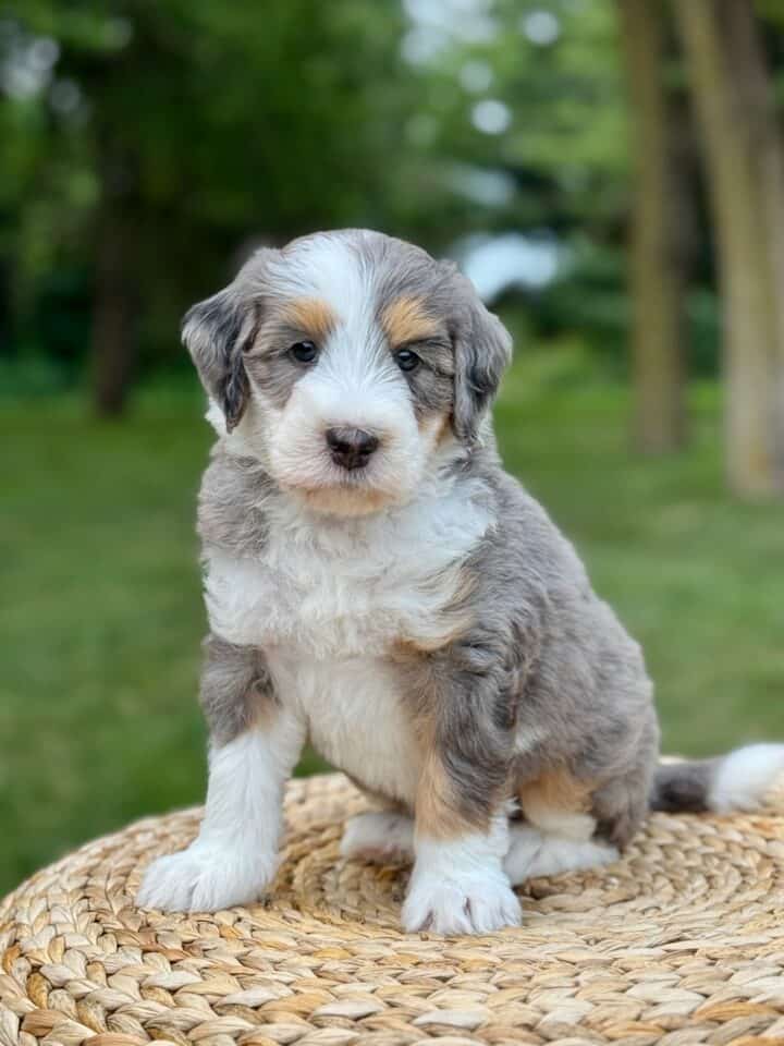 bernedoodle puppy