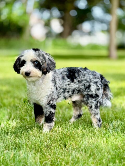 bernedoodle stud