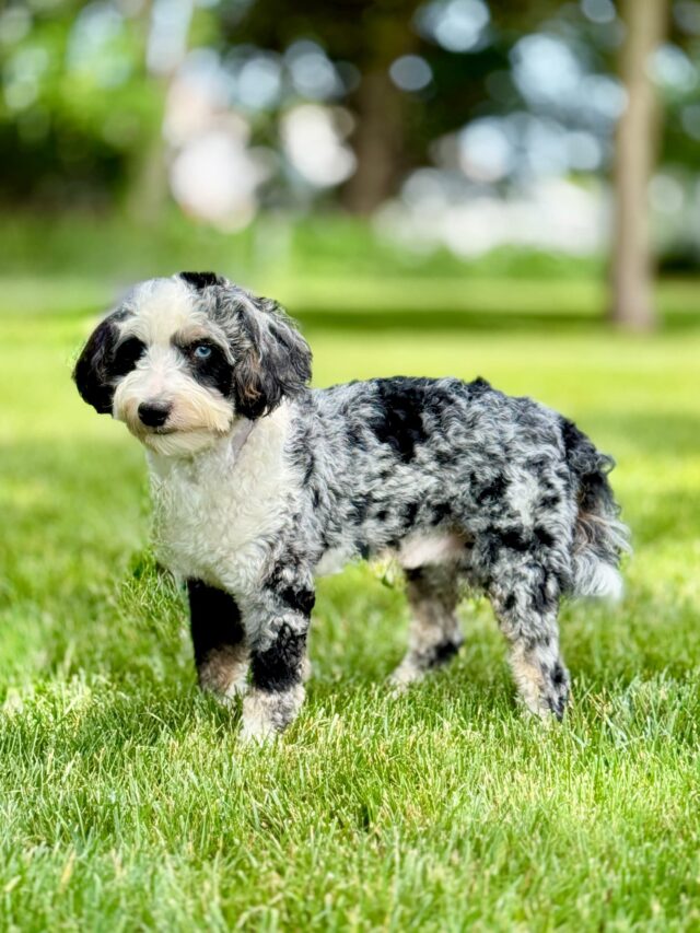 bernedoodle stud