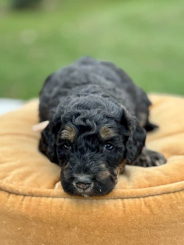 bernedoodle puppy