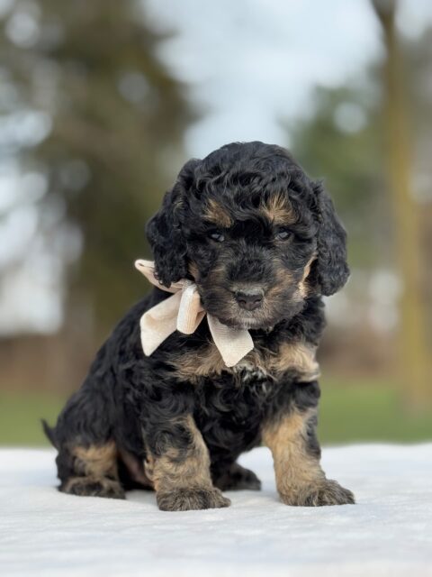 bernedoodle puppy