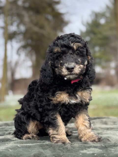 bernedoodle puppy