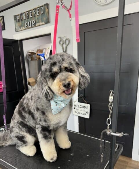 Freshly groomed adult Bernedoodle sitting on grooming mat