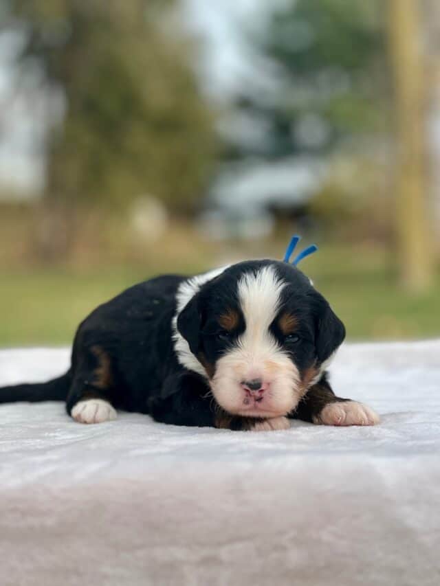 bernedoodle puppy