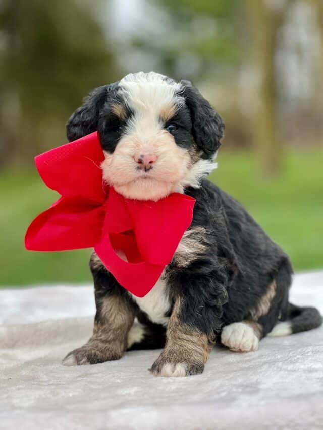 bernedoodle puppy