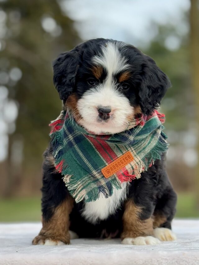 bernedoodle puppy