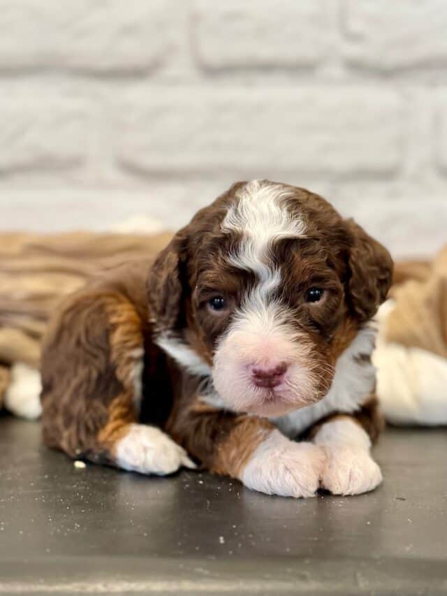 bernedoodle puppy