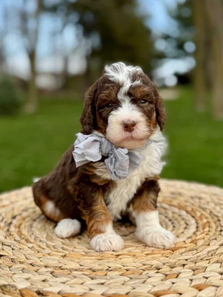 bernedoodle puppy