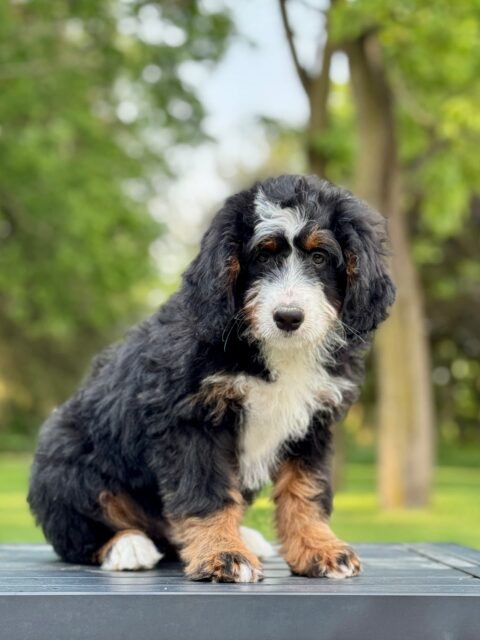 bernedoodle puppy