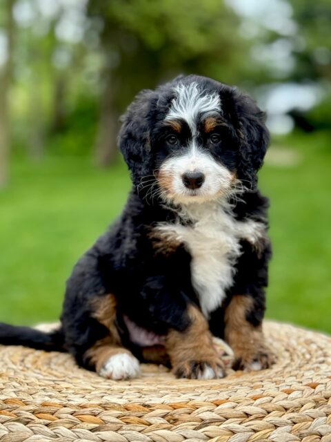 bernedoodle puppy