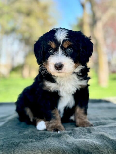 bernedoodle puppy