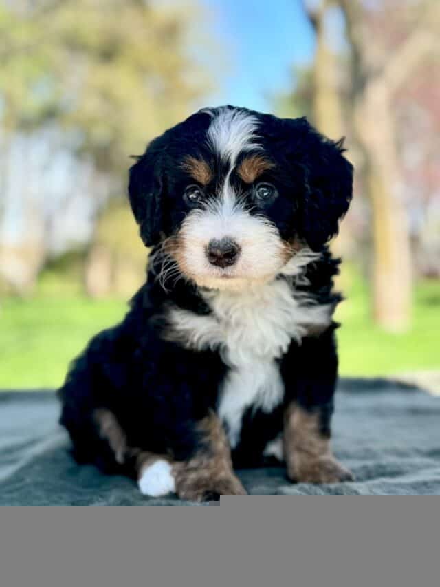 bernedoodle puppy