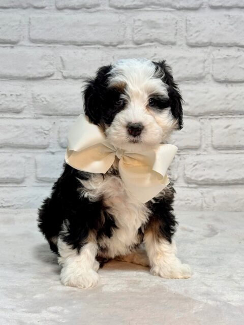 bernedoodle puppy