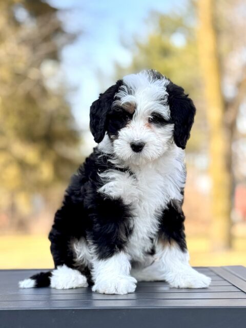 bernedoodle puppy