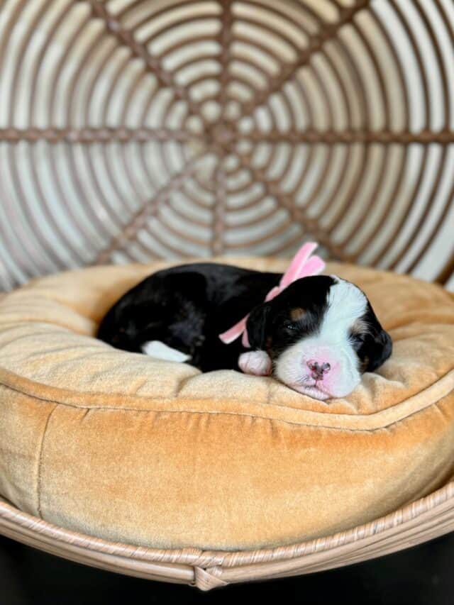 bernedoodle puppy