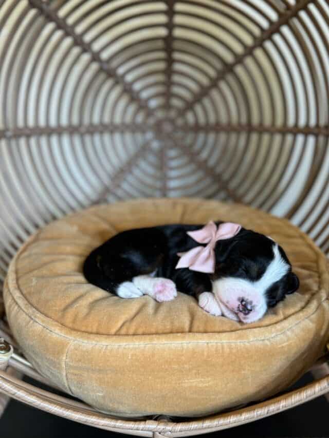 bernedoodle puppy