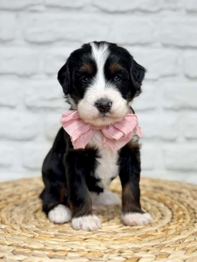 bernedoodle puppy