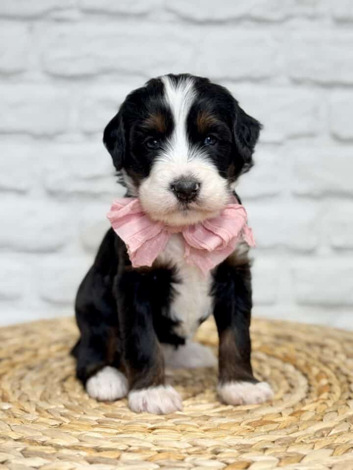 bernedoodle puppy