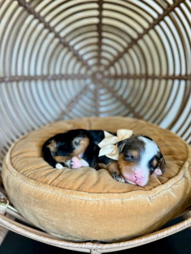 bernedoodle puppy