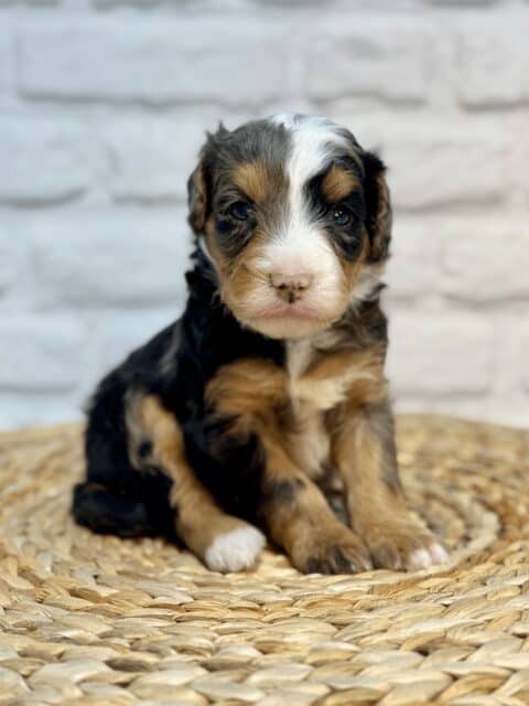 bernedoodle puppy