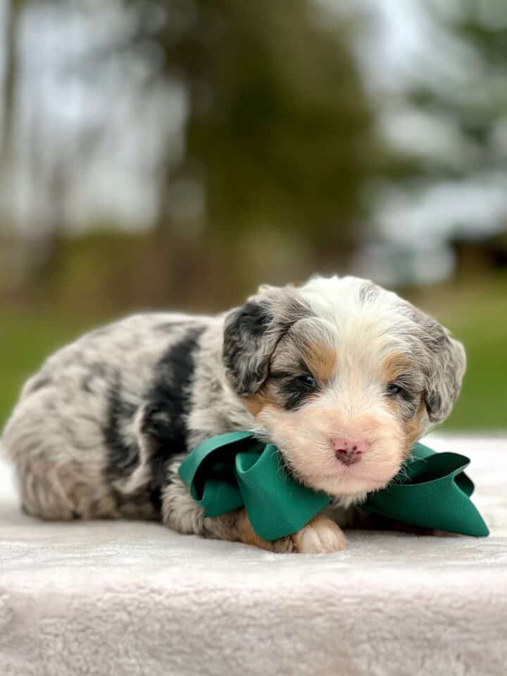 bernedoodle puppy