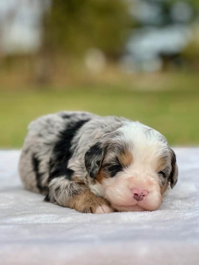 bernedoodle puppy