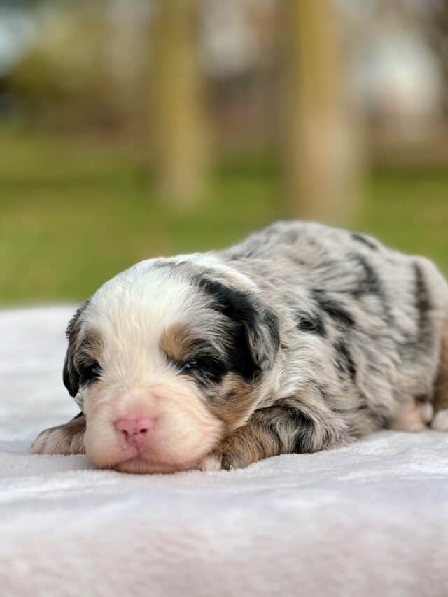 bernedoodle puppy