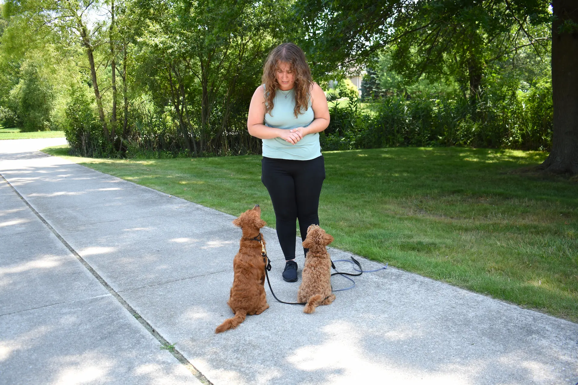 A Golden Retriever and Goldendoodle sitting attentively at the feet of their female trainer waiting for instructions