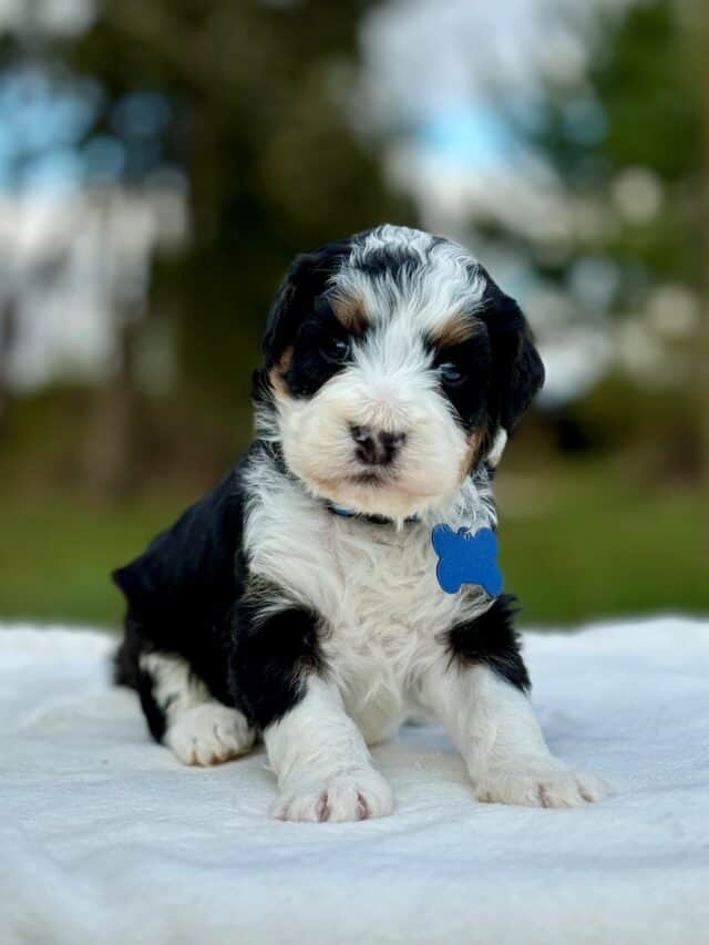 bernedoodle puppy