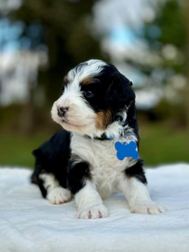 bernedoodle puppy