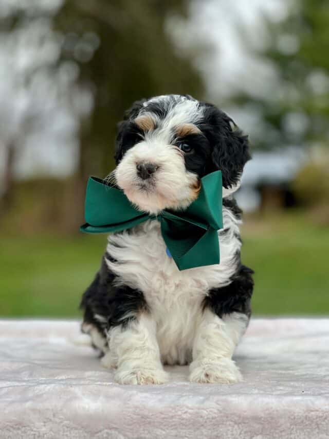 bernedoodle puppy