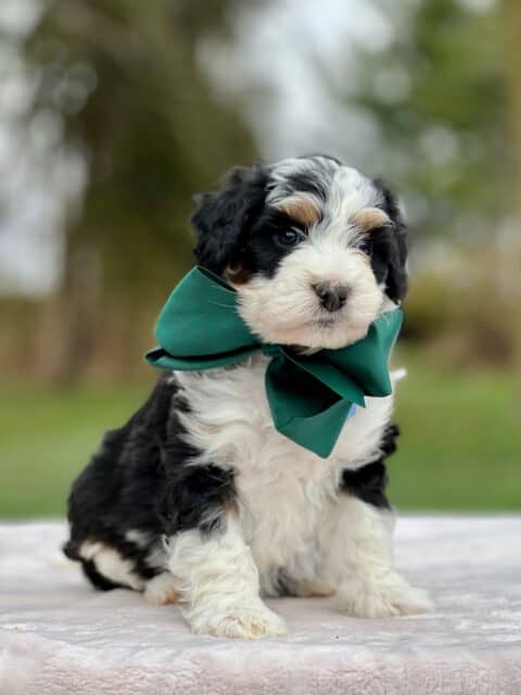 bernedoodle puppy