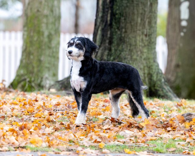 bernedoodle mom