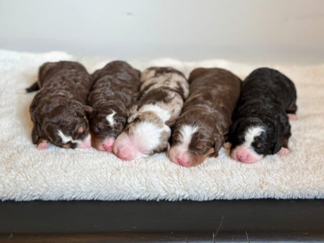 bernedoodle puppy