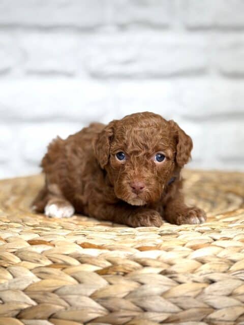 goldendoodle puppy